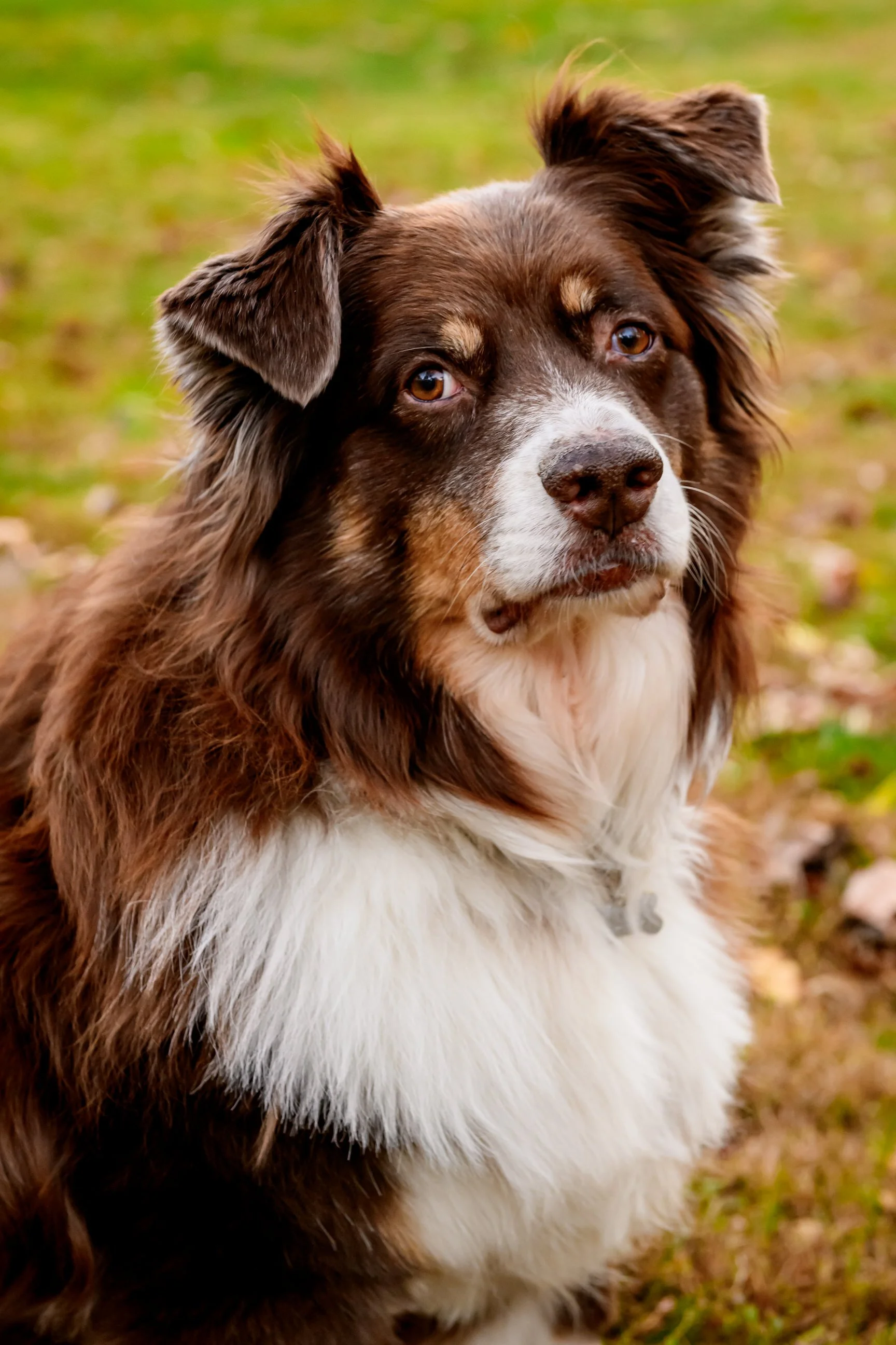 Maryland-Pet-Photography-Irene-Pups-7171.jpg