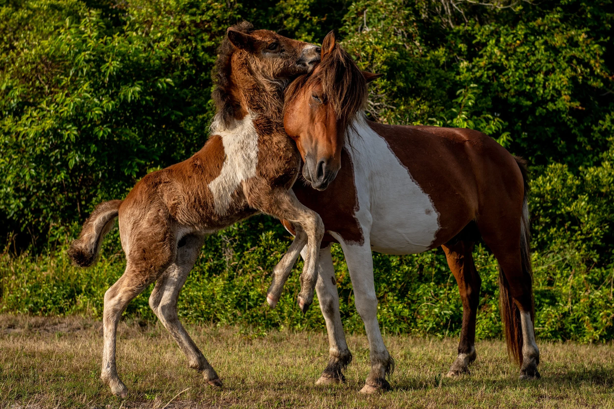 AssateagueNationalParkElopement-Faith&Danny-4668.jpg
