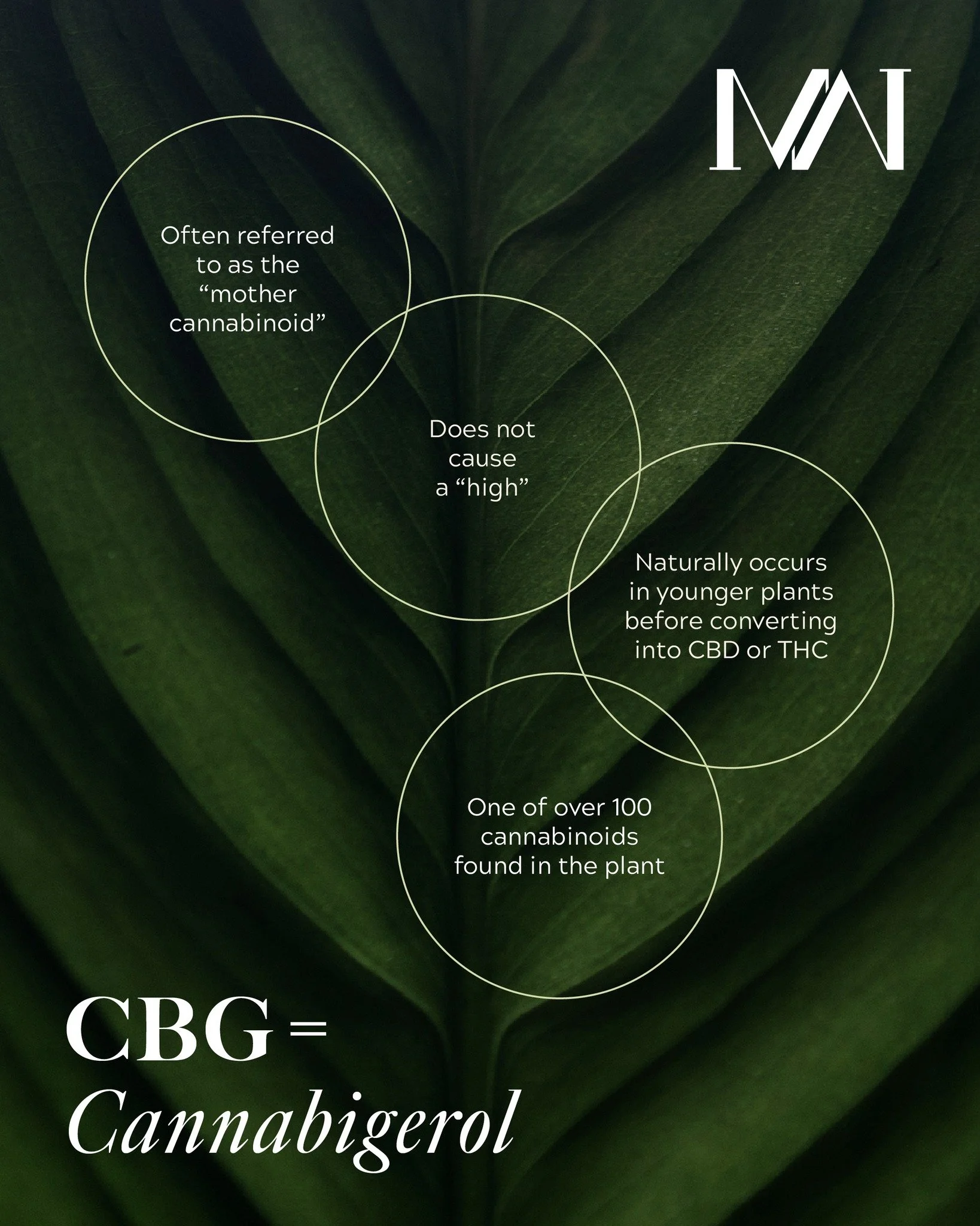 CBG might not be as well-known as CBD or THC, but it plays an important role in The Plant 🌿
⠀
Sometimes called the “mother cannabinoid,” it’s where many other cannabinoids begin.
⠀
#MedWestMedical #WhereMedicineMeetsWellness #Holis