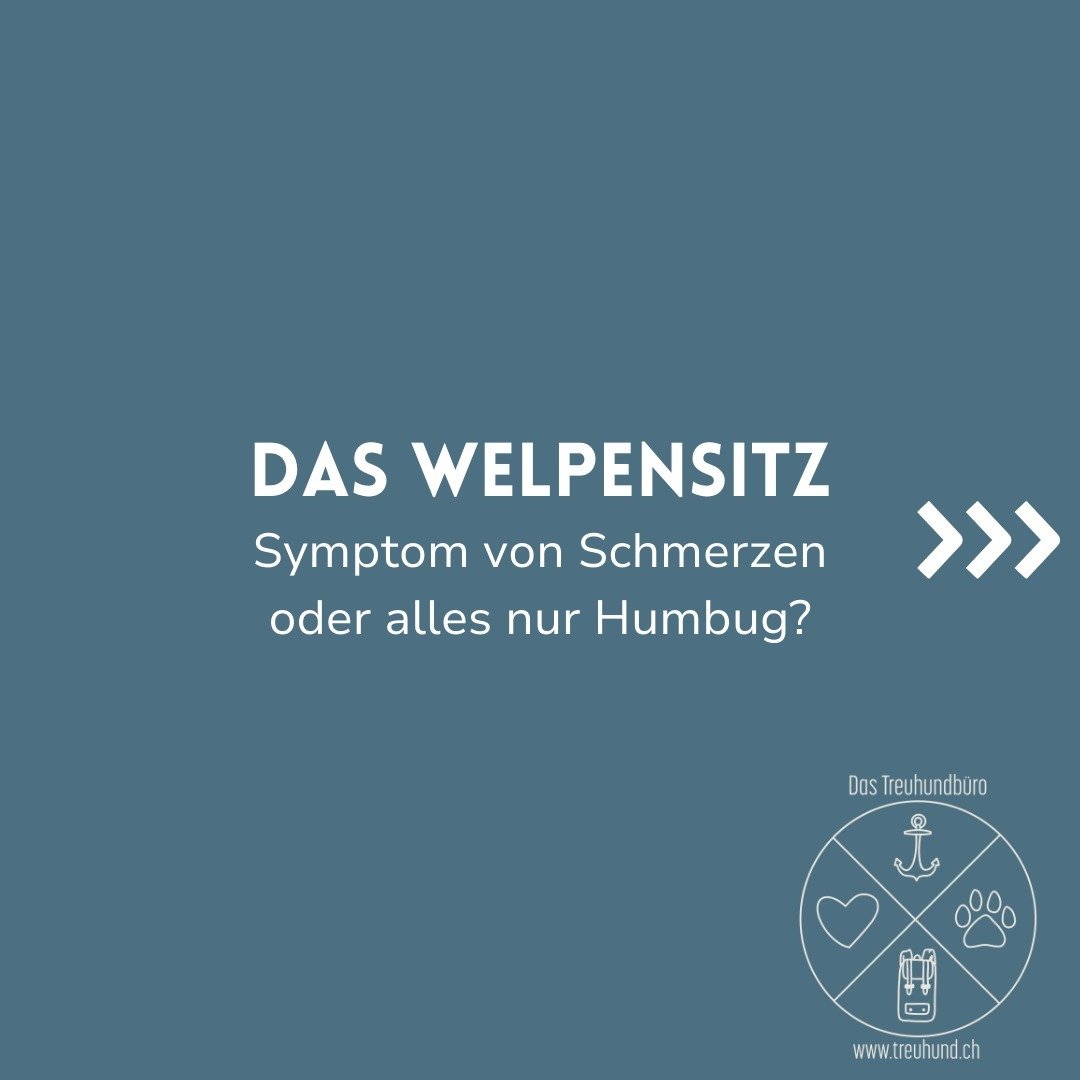 Immer mal wieder wird gesagt: Wenn der Hund nicht im perfekten Sitz sitzt, sei das ein Sympton von Schmerzen. Stimmt das? Und was genau ist eigentlich das Welpensitz?

Zu allererst m&uuml;ssen wir die verschiedenen Sitzformen von Hunden unterscheiden