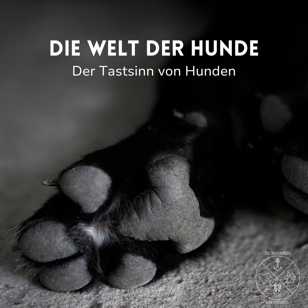 Oftmals wird, wenn &uuml;ber die Welt der Hunde gesprochen wird, ein Sinn v&ouml;llig ausser Acht gelassen: Der Tastsinn. Dieser ist f&uuml;r Hunde n&auml;mlich durchaus wichtig (was oftmals leider - aufgrund veralteter Annahmen - nicht ber&uuml;cksi