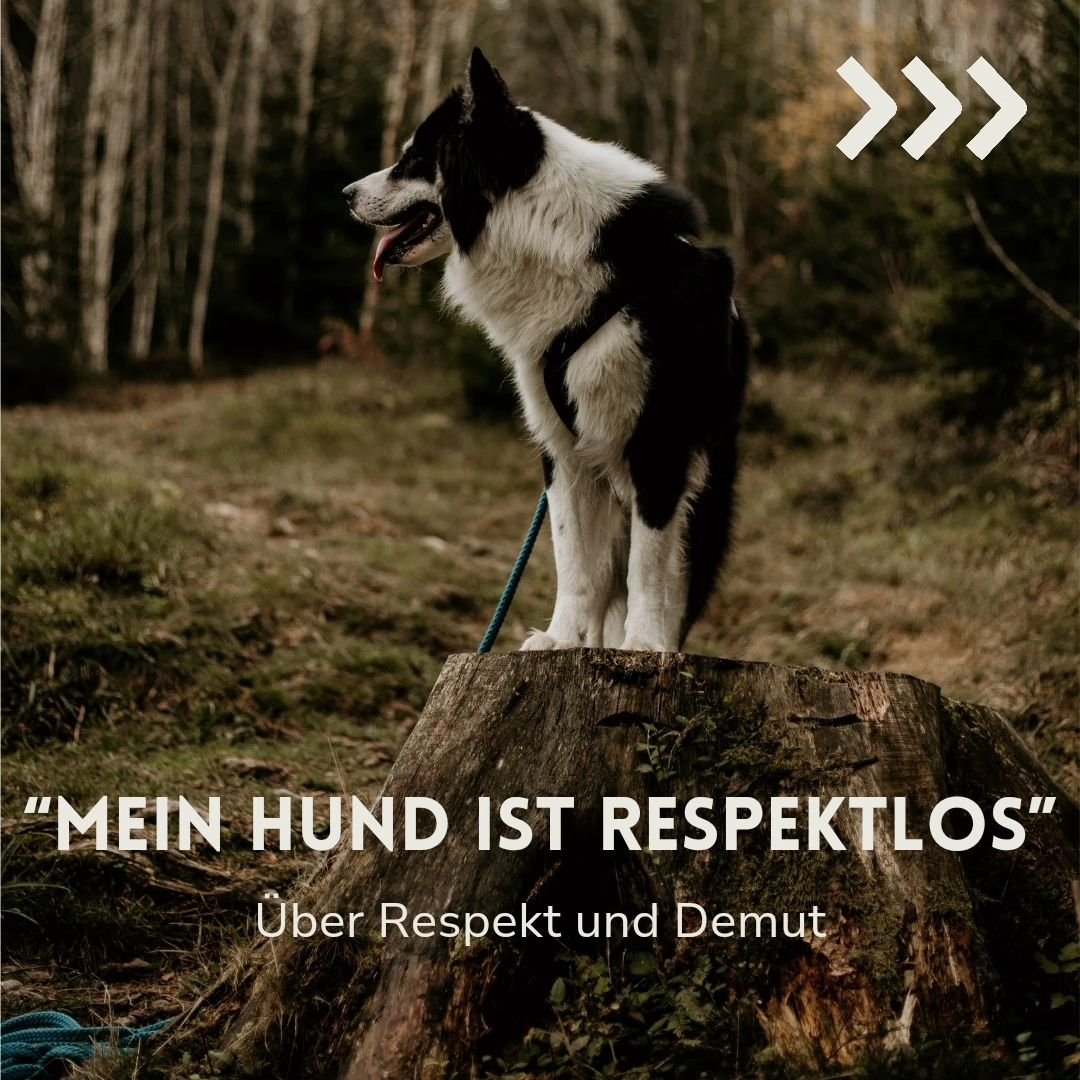 Respekt und Demut sind Worte, die ich im Zusammenhang mit Hundetraining v.a. aus dem Bereich des straf- und angstbasierten Trainings vernehme. Dabei ist gerade ein respektvoller Umgang miteinander ein Bed&uuml;rfnis, das den allermeisten Menschen wic