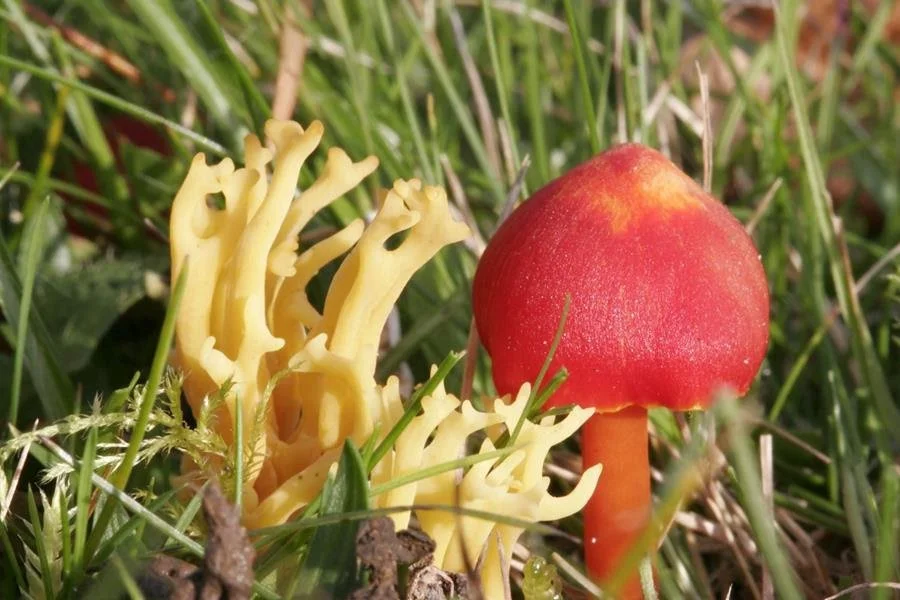 National Emergency Briefing: Nature