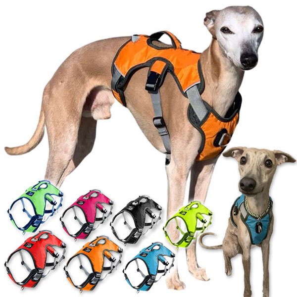 Harnesses for your Greyhound