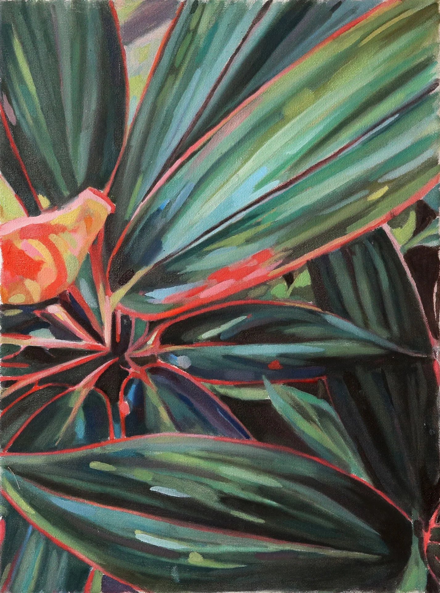 Calathea  Nadine Bradshaw