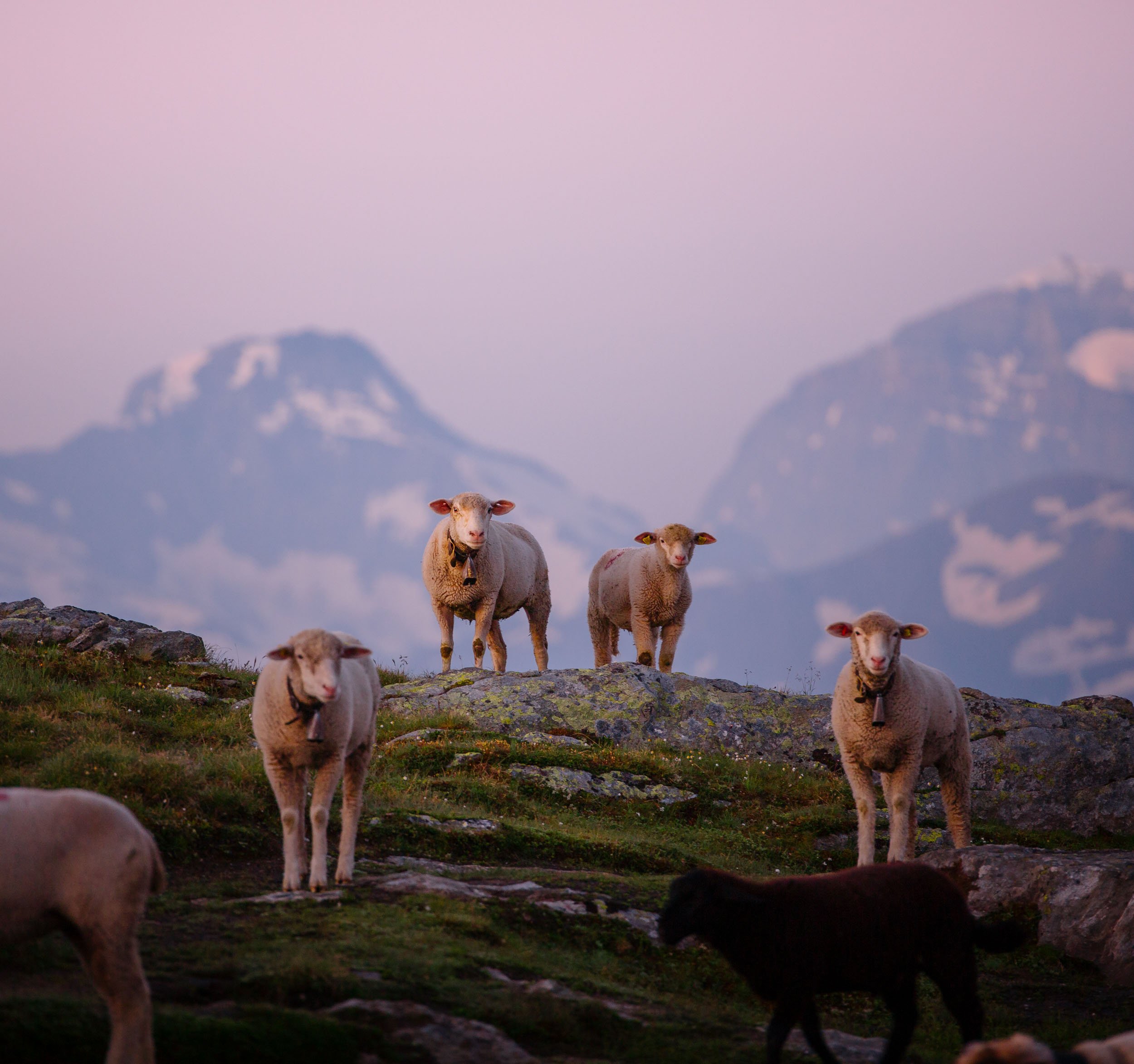 Florian_Wenzel_Photographer_Ulm_Sheeps_02.jpg