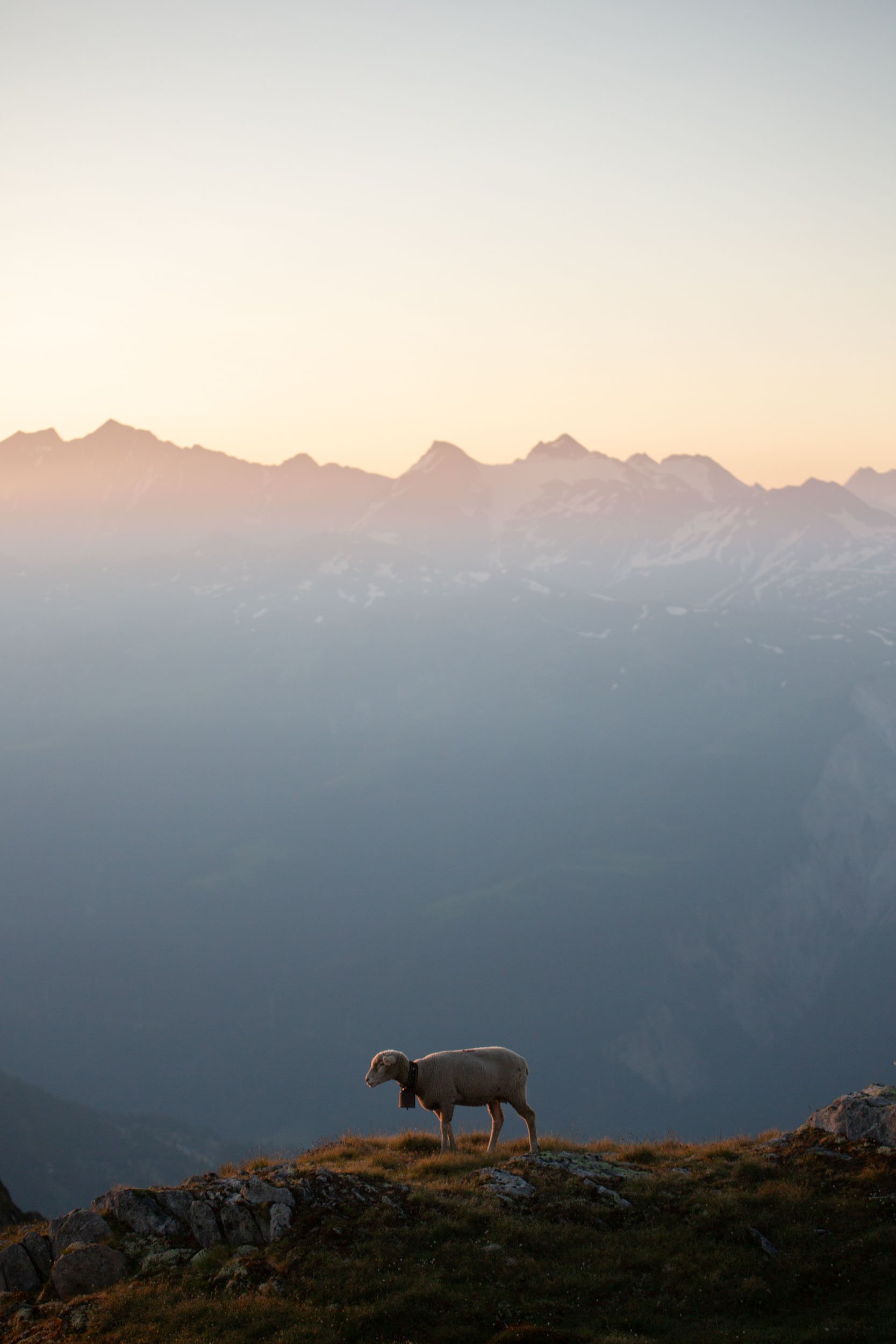 Florian_Wenzel_Photographer_Ulm_Sheeps_12.jpg