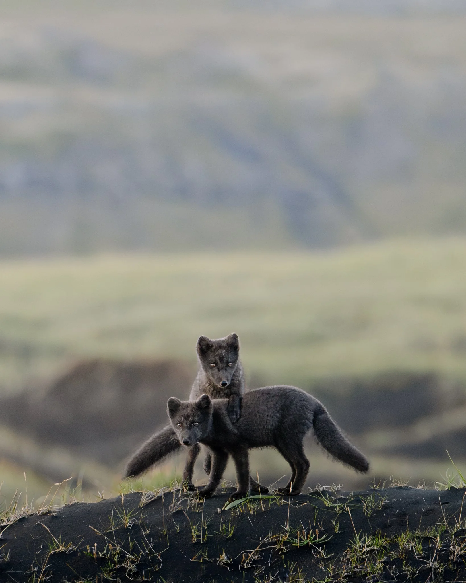 Florian_Wenzel_Photographer_Ulm_Iceland - 40.jpg