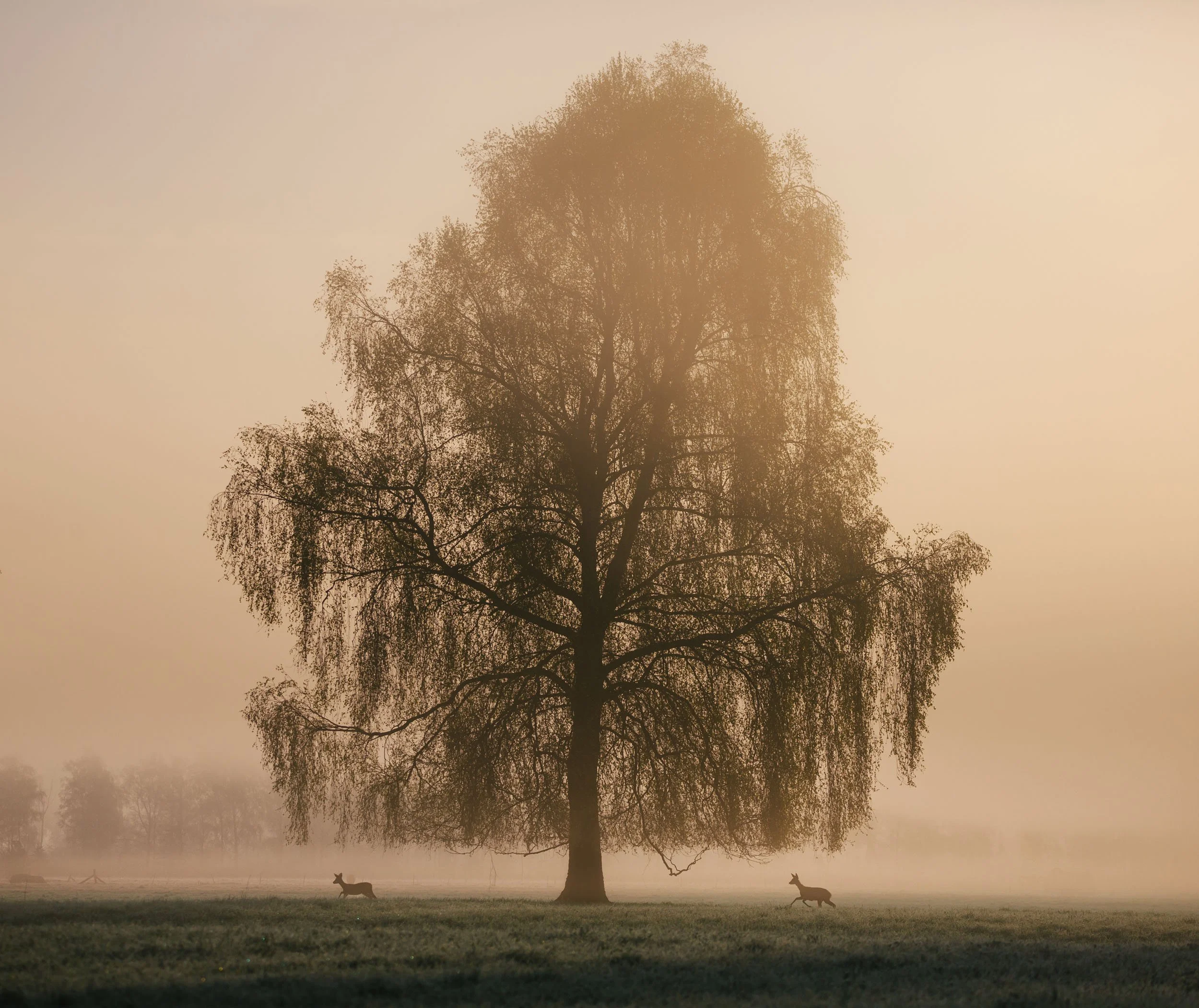 Florian_Wenzel_Photographer_Ulm_SIGMA_02.jpg