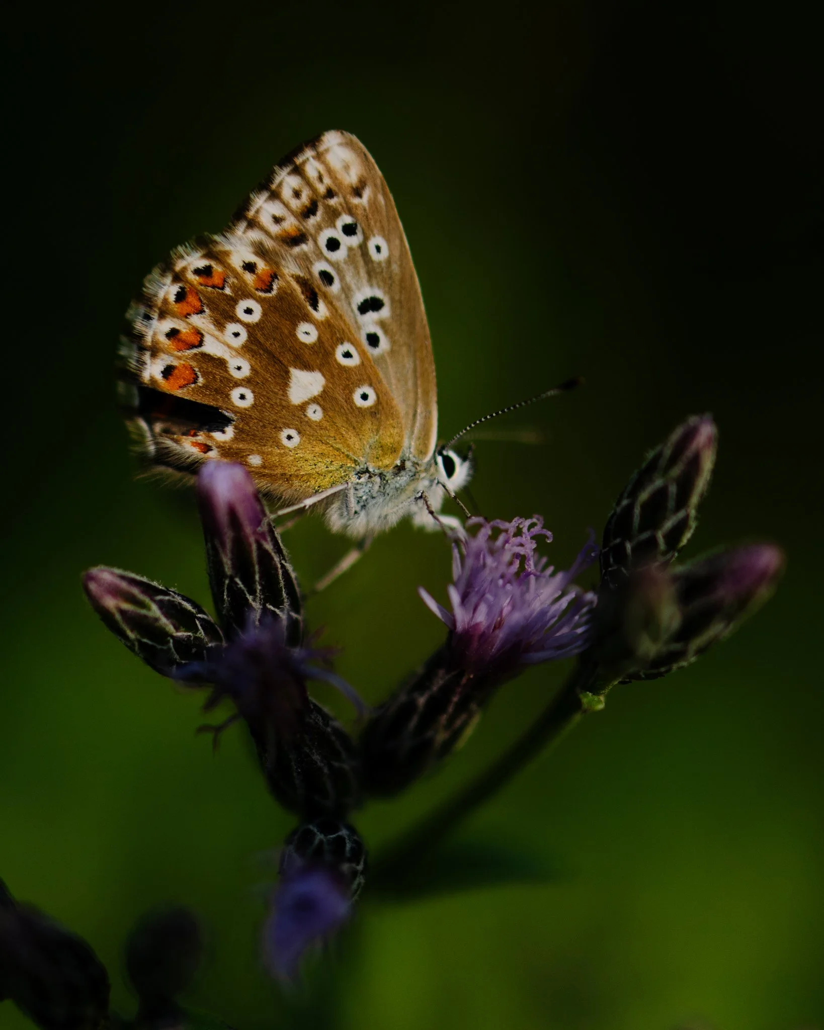 Florian_Wenzel_Photographer_Ulm_Slovenia - 11.jpg