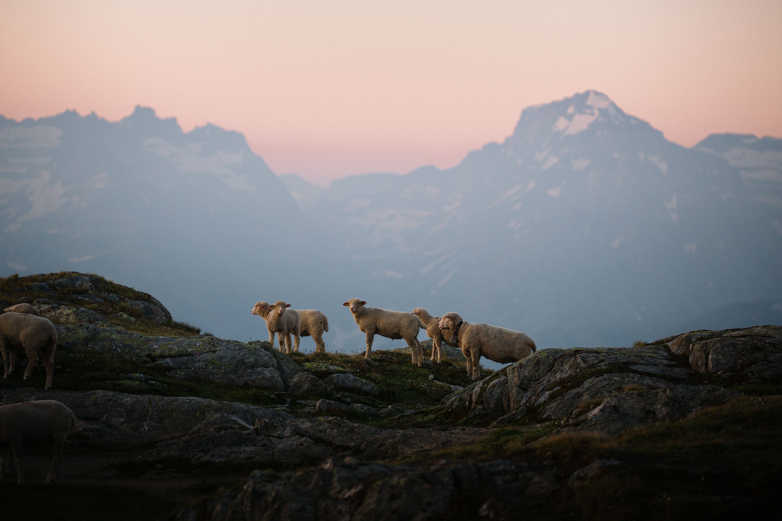 Florian_Wenzel_Photographer_Ulm_Sheeps_07.jpg