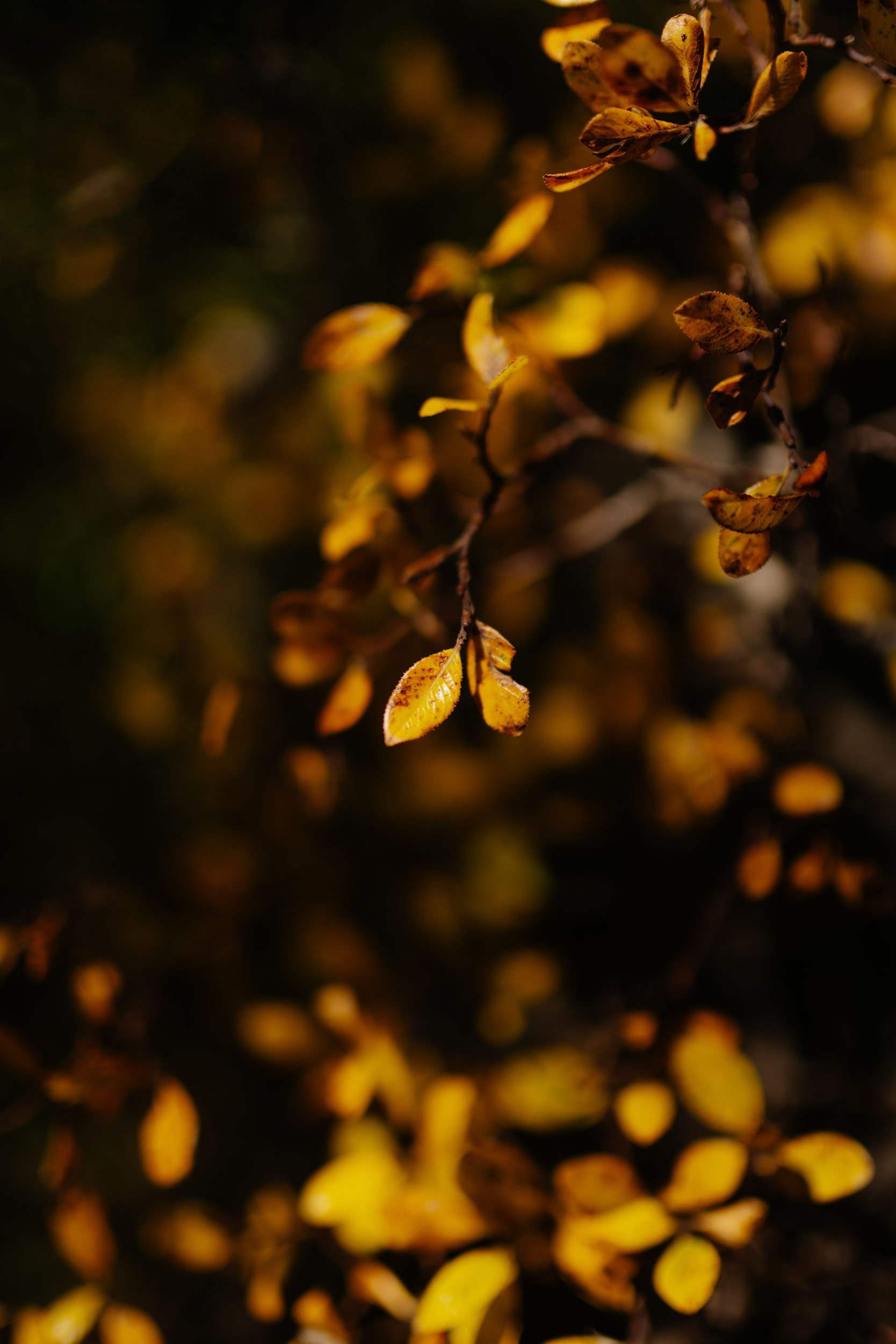 Florian_Wenzel_Photographer_Ulm_Autumn_Alps_15.jpg