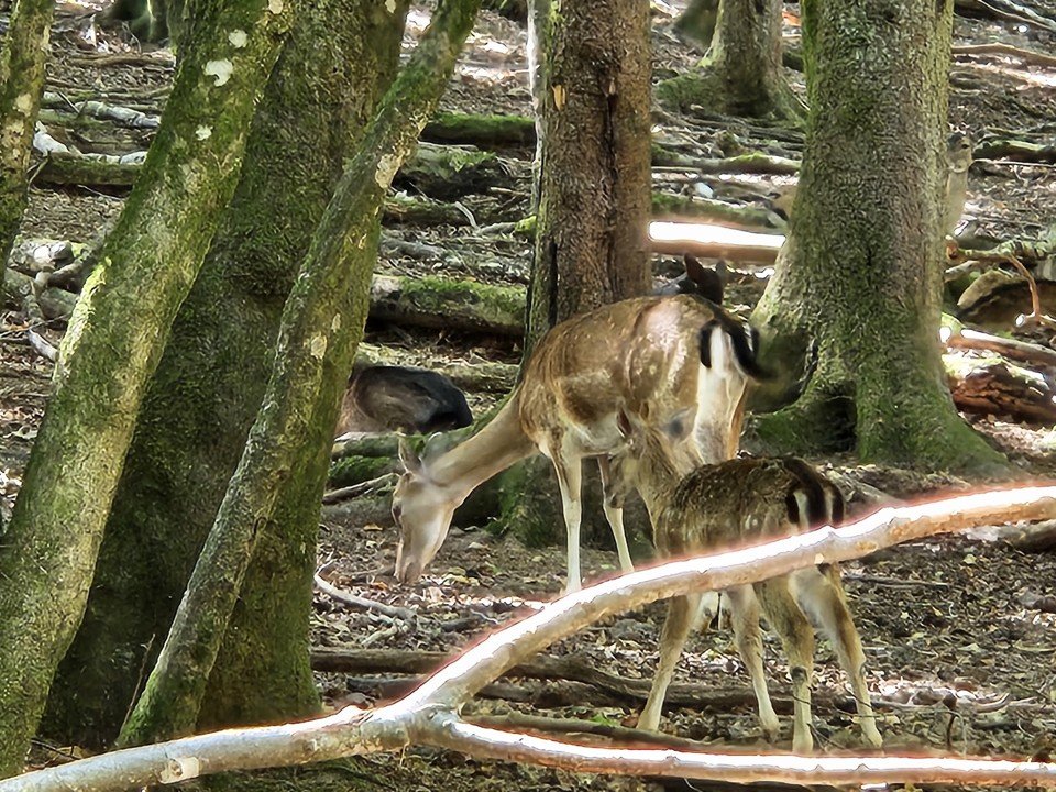 Wildpark.jpg