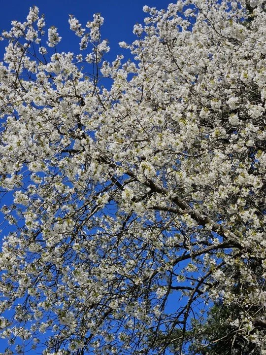 Blüte.jpg