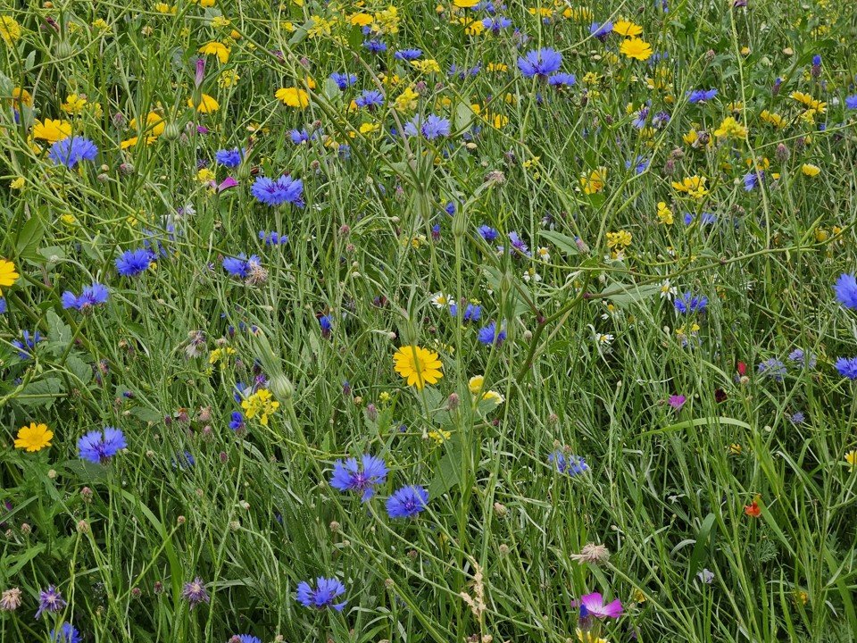 Blumen.jpg