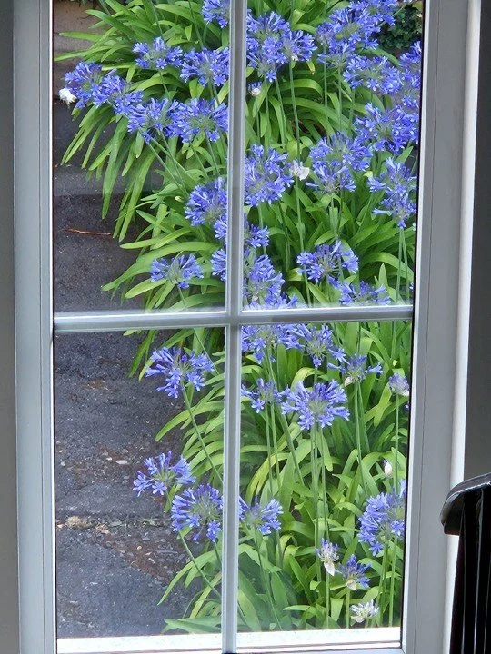 Sumpfblumen.jpg