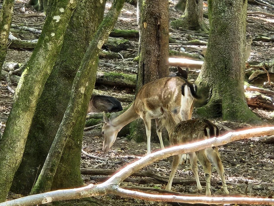 Wildpark.jpg