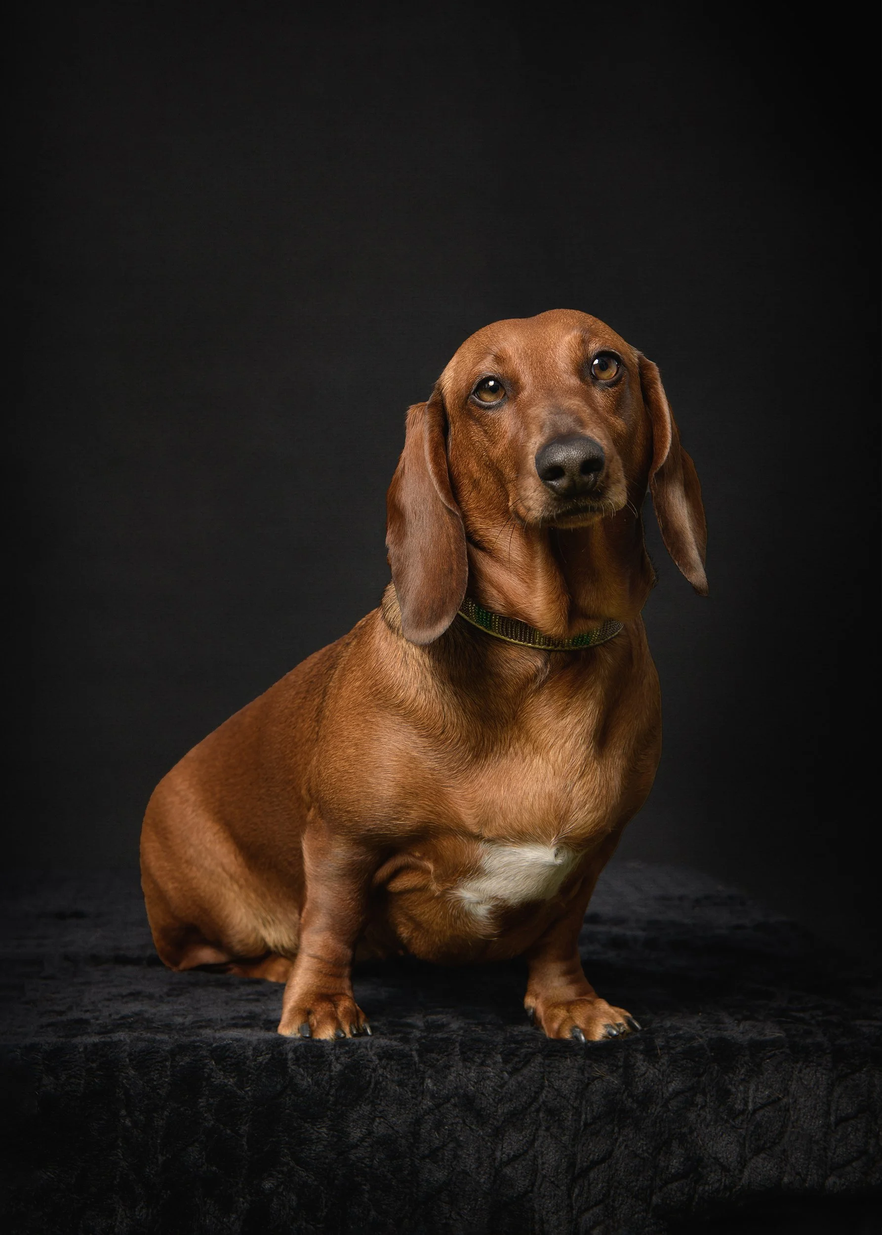 VBortonPhotography_DogStudioBromsgrove.jpg