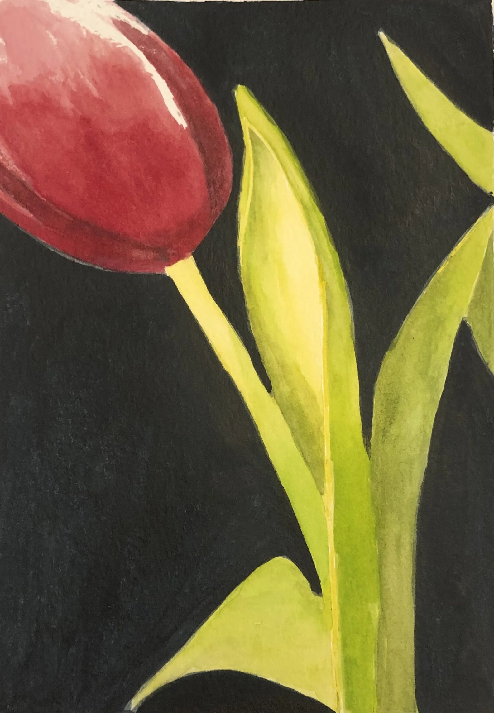 Water Color Tulip
