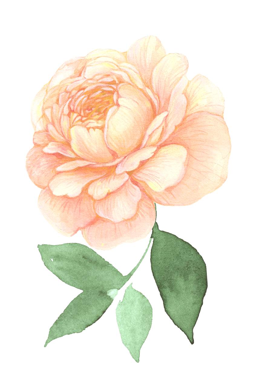 Rose The Painted Petal