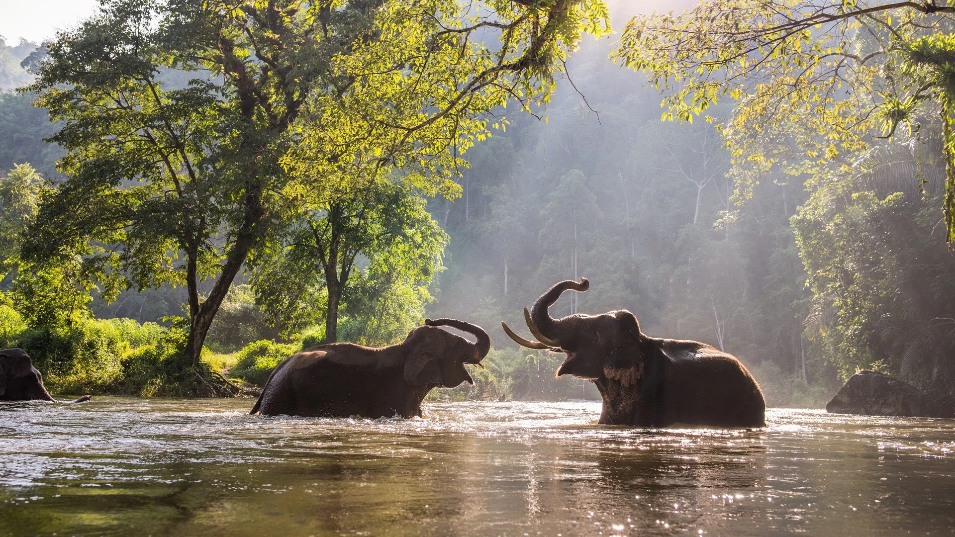 elephant sanctuary image.jpg