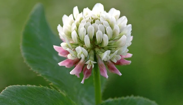 White Clover Book Club - Private Event