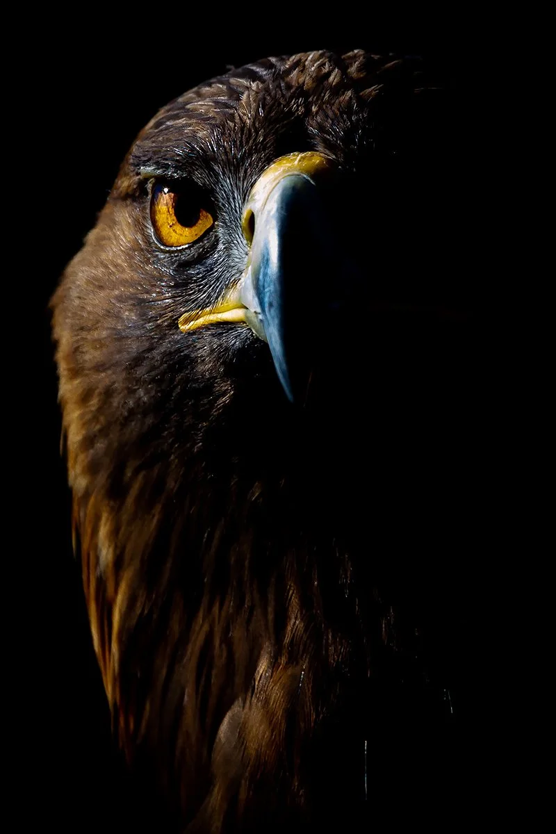 Golden Eagle