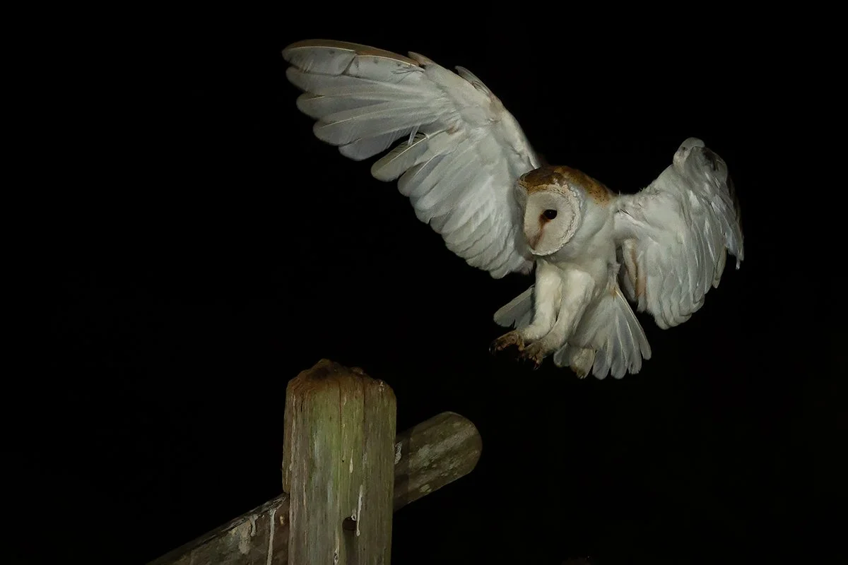 Barn owl