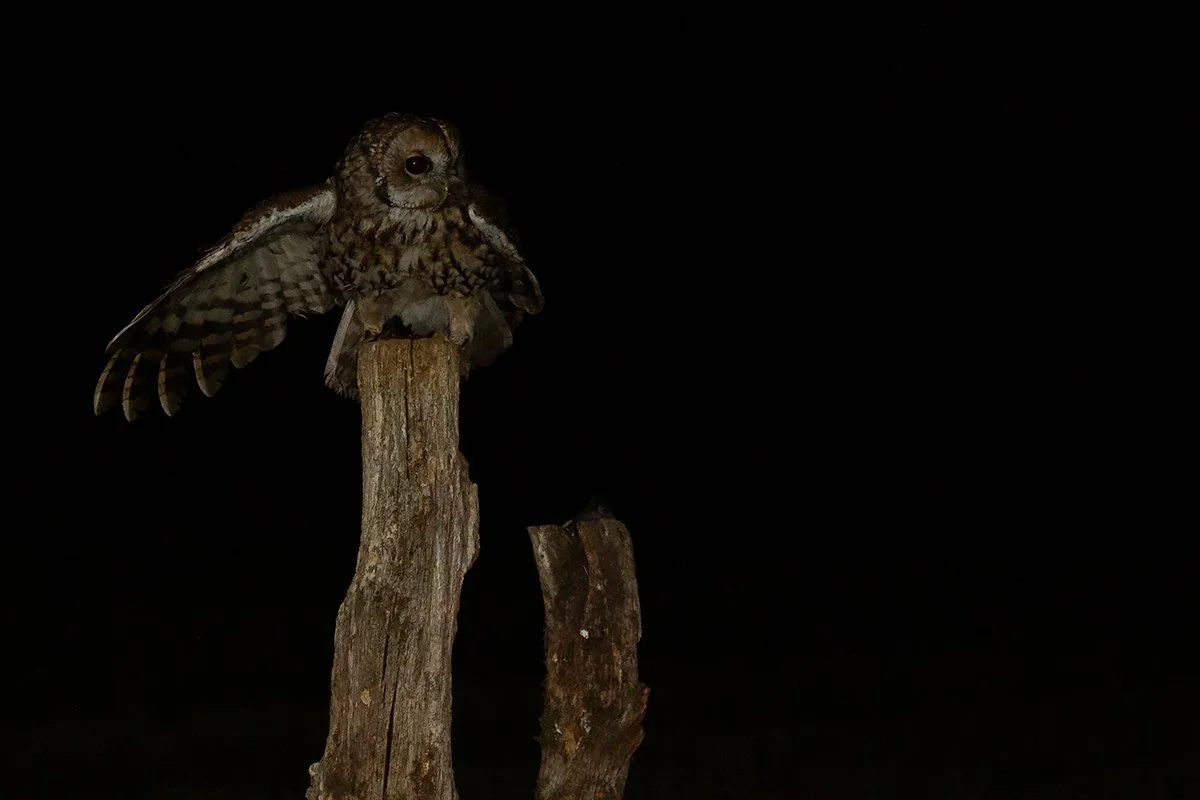 Tawny Owl