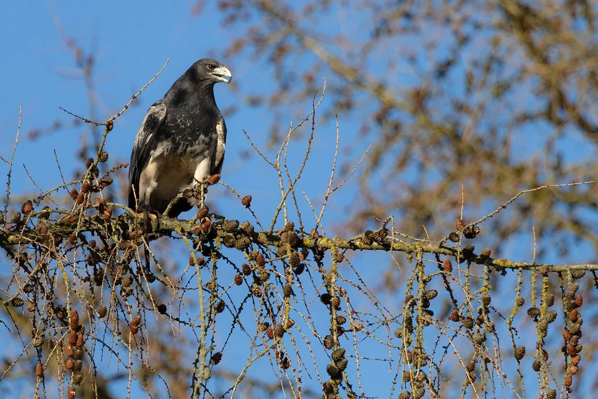 Chilean Blue Eagle