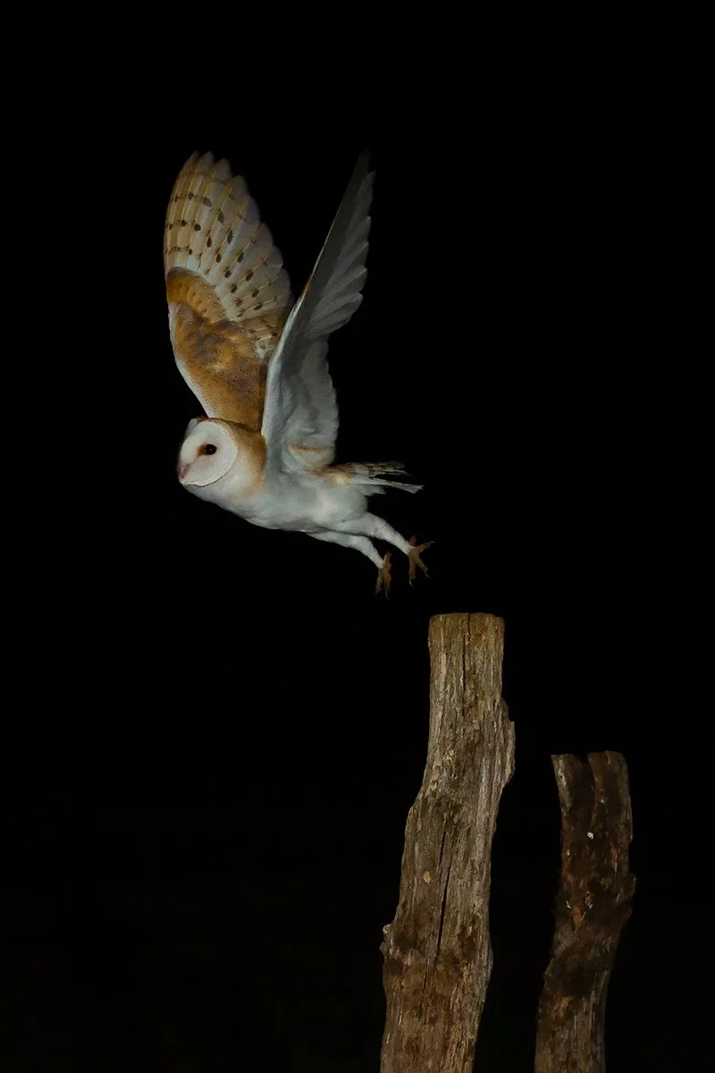 Barn owl