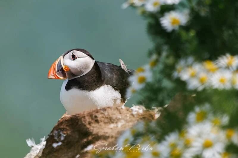 When the weather is so utterly miserable (again!), it's best to think about those nicer warmer days! Another look back to last summer and some time on a cliff edge looking for Puffins!

#rspbimages #rspb_love_nature #puffin #birdsofinstagram #wildlif