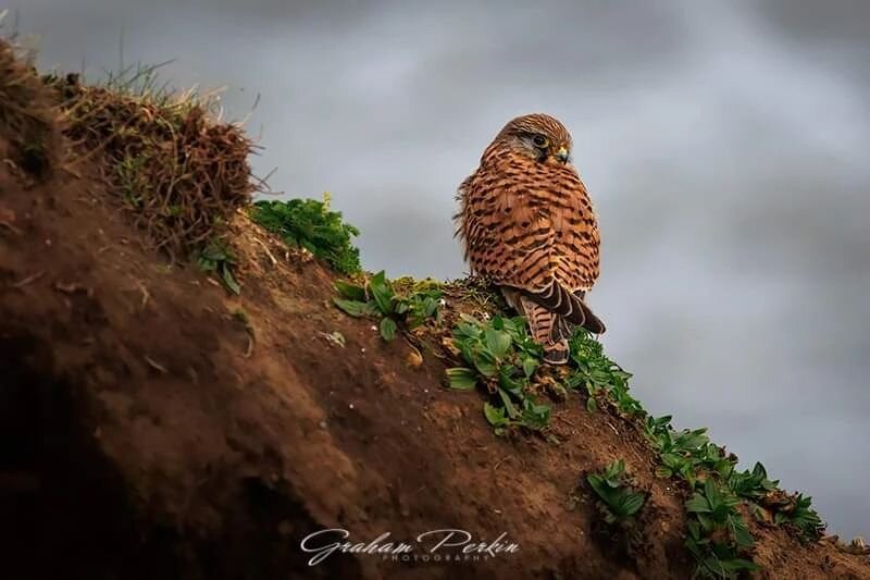 One of the highlights of yesterdays trip to Bempton Cliffs was this female Kestrel taking a break from the strong winds on the cliff edge

#raptors #kestrel #bemptoncliffs #rspb #rspb_love_nature #rspbimages #yorkshirecoast #bbcpotd #bbcwinterwatch #