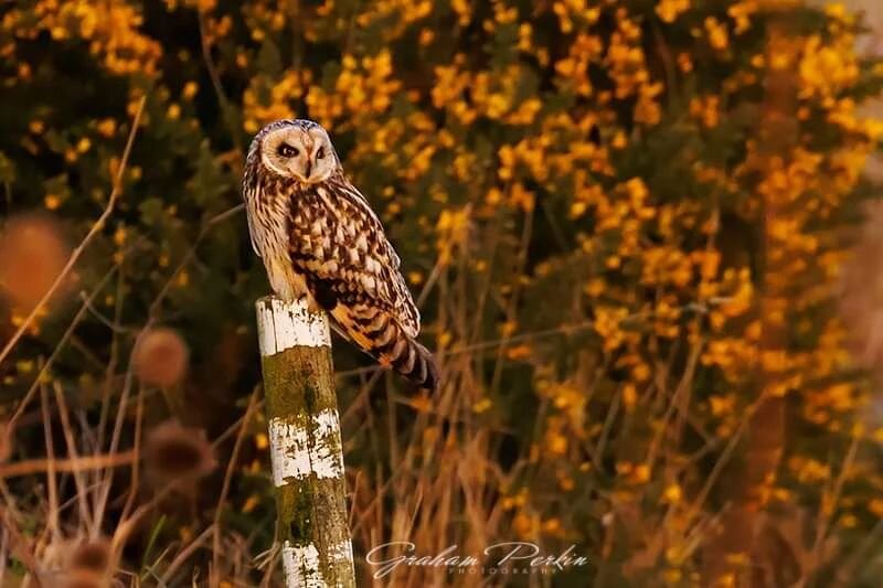 A nice day today braving the -2 degree wind chill on the east coast...Main aim of the day being those stunning Short-Eared Owls! It was pretty windy and when the heavy sleet started I was packing up ready to leave, thinking no owl will be out in this