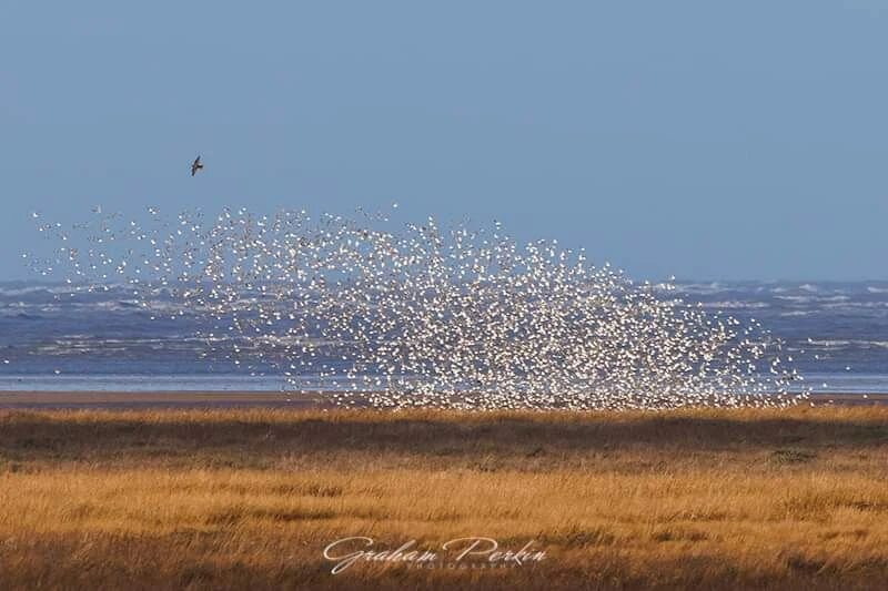 Marshside near Southport, A large flock of &quot;Knot&quot; are sent into a frenzy as a Peregrine Falcon tries to pick one out for lunch! 

They murmurate together like this for safety in numbers, they try to confuse the predator by all moving togeth