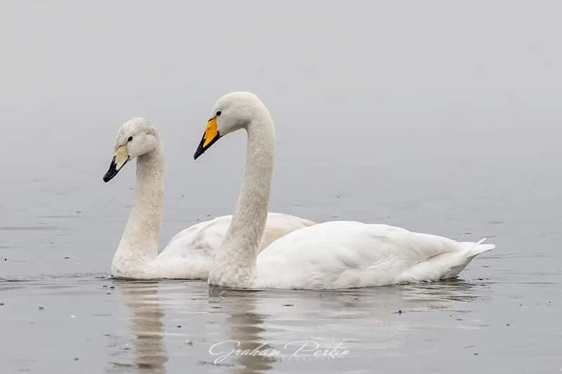 A couple of Whooper Swans from the other day... These are winter visitors to our shores, arriving from Iceland in late autumn and returning north again in spring

 #lancashire  #bbcspringwatch #bbcearth #natgeowild #lovenature #rspb_love_nature #bbcc