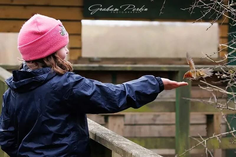 Even when the morning looks dark and damp and staying in bed seems the better option....It's always worth the effort to get out in nature!

#robin #robinsofinstagram #nature #outdoors #handfeedingbirds #handfeeding #lovenature #fairburnings #rspbfair