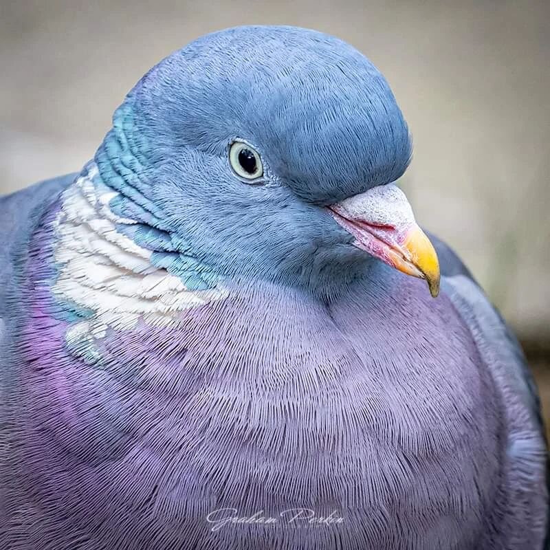 Just a Pigeon?
&bull;
&bull;
 But check out all the colours of this Wood Pigeon!

#pigeon #pigeonsofinstagram #wildbirds #gardenbirds #birdphotography #BBCWildlifePOTD #feathers #birdseye #nature #naturephotography #canon #canonwildlifephotography #c