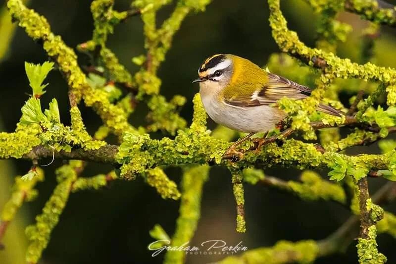FIRECREST

One of the smallest birds in Britain, only beaten to that title by the closely related Goldcrest. This was a rare sight at Bempton Cliffs, drawing wildlife and bird lovers from miles around to witness. Even rarer was its behaviour of being