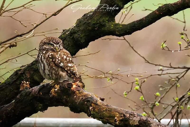 Today is &quot;International Day of Happiness&quot;!

I managed to capture this Little Owl hiding from the rain today, which made me very happy!

#littleowl #owl #owlsofinstagram  #tree #woodland #woodlandbirds #birds #ornithology #canon #canonphotog