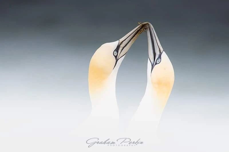 .. .Gannets. ..
( Morus bassanus) 

Northern Gannets are monogamous and mate for life, reaffirming their bond when they meet back up on the cliff edge with beak tapping and hugging! There are thousands of these birds breeding on the cliffs of the Yor