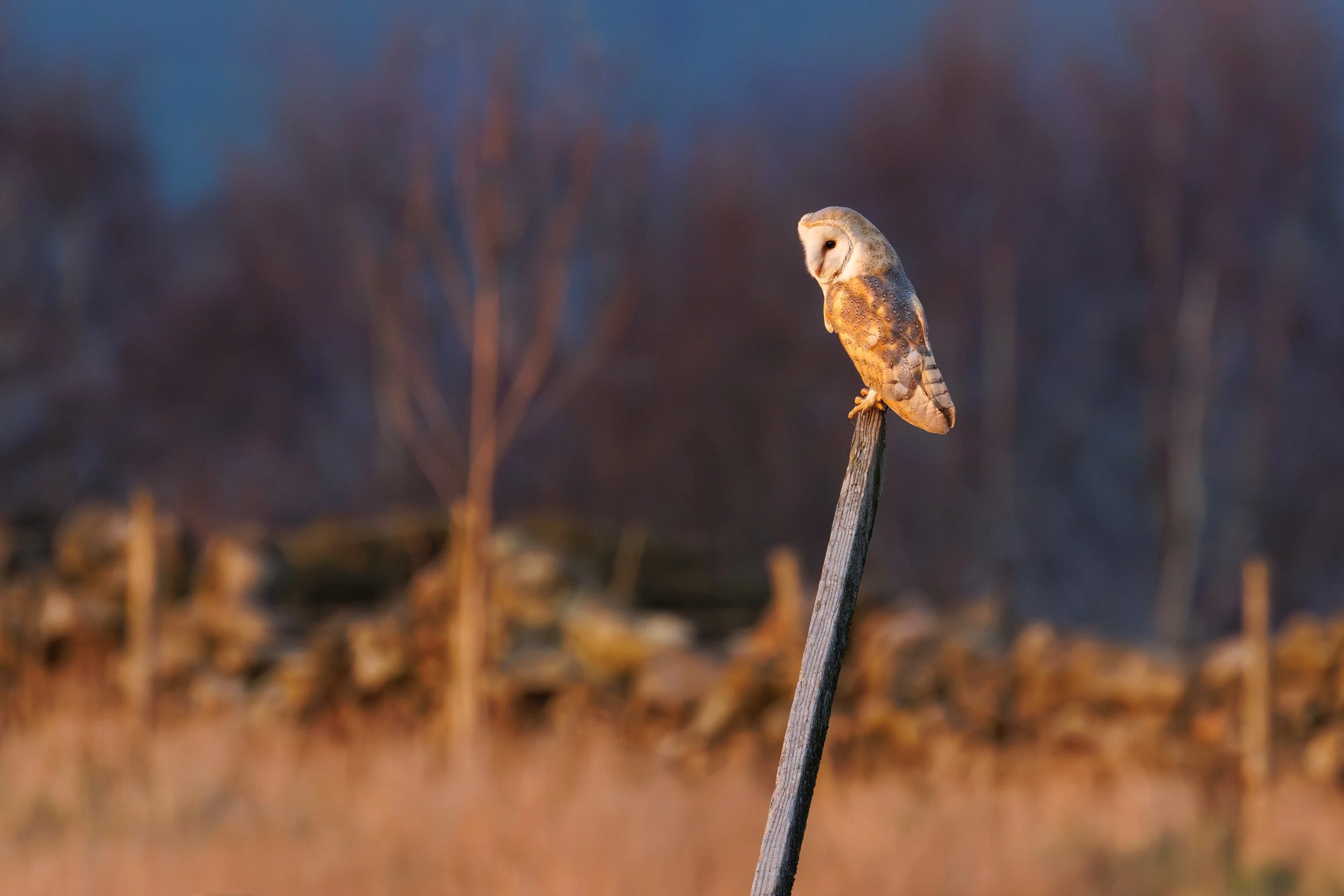 My Local Barn Owl