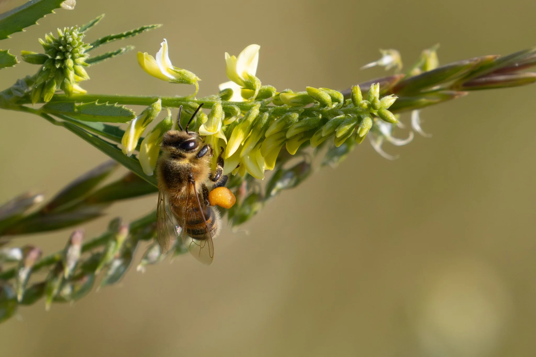 Honeybee