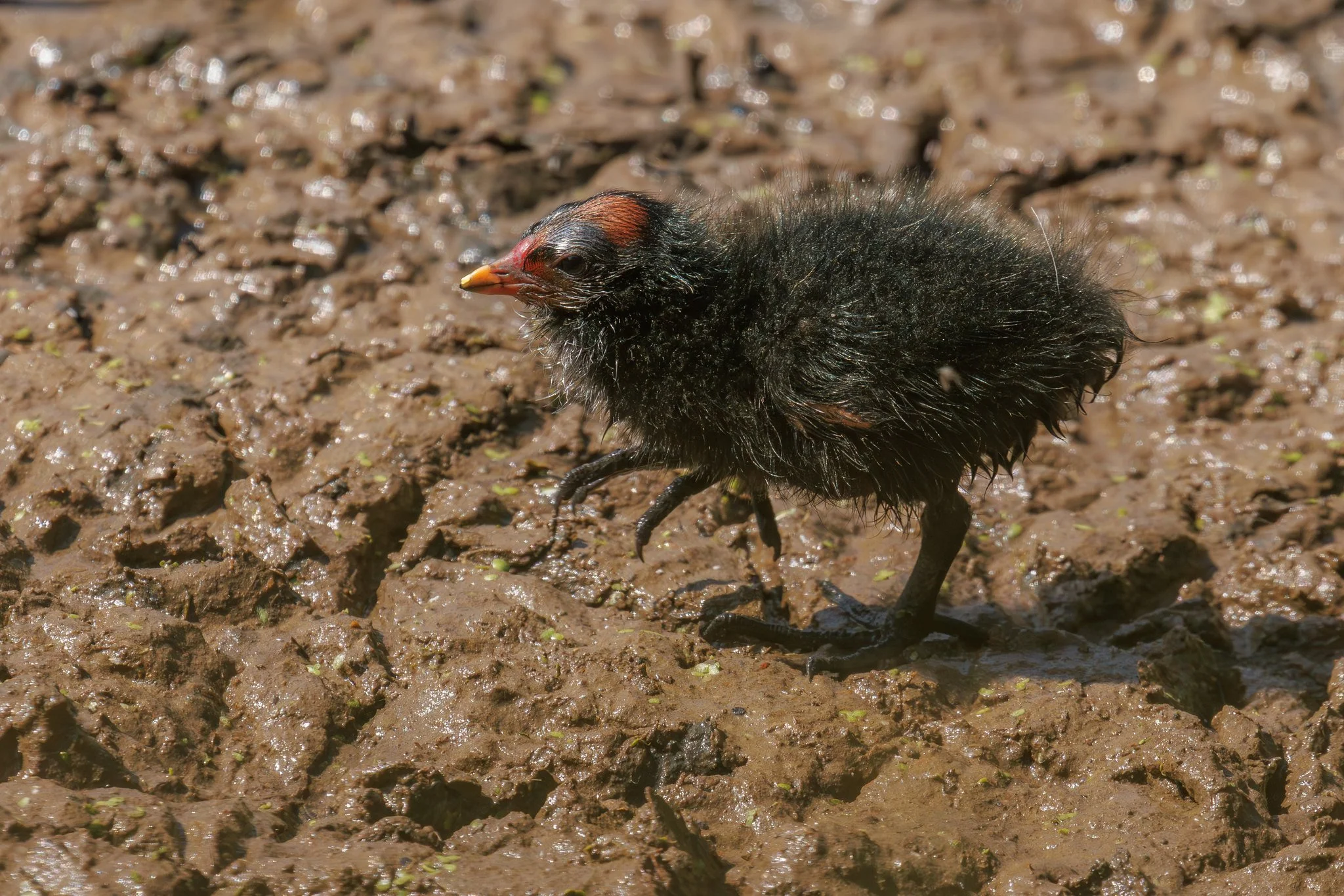Moorhen
