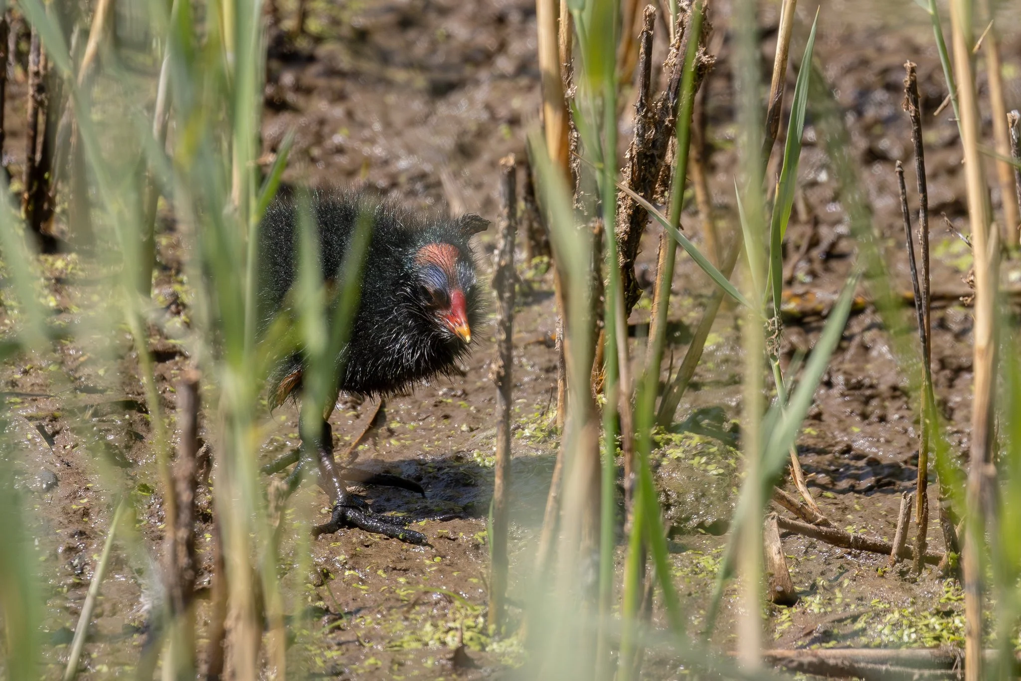 Moorhen