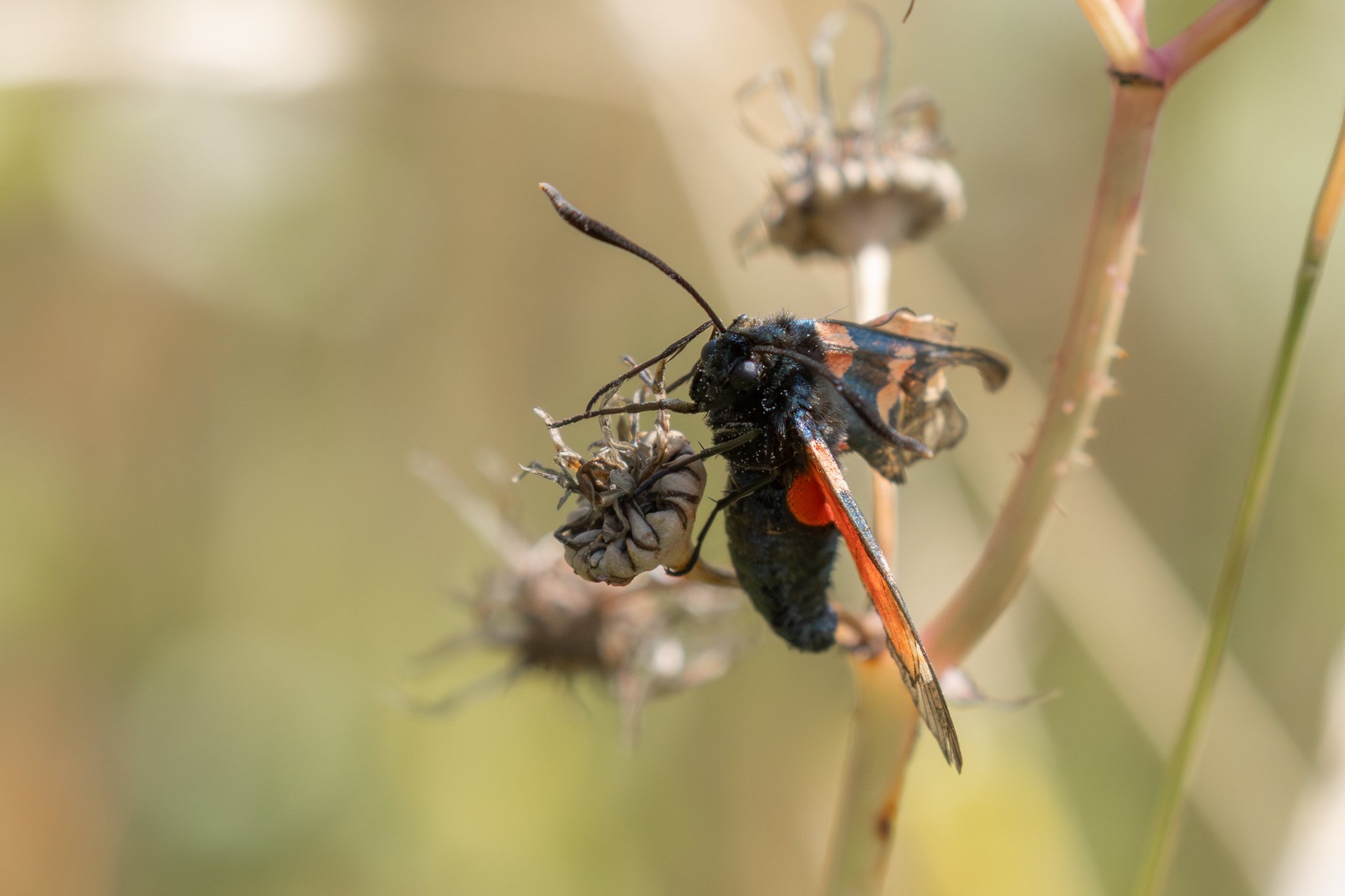 Burnet Moth