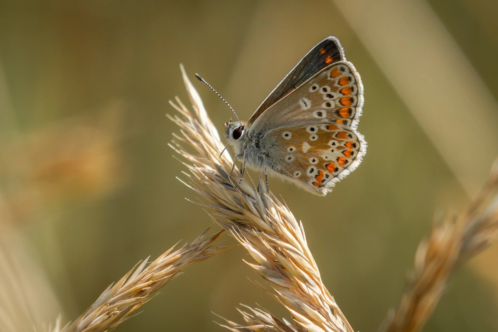 Common Blue Butterfly