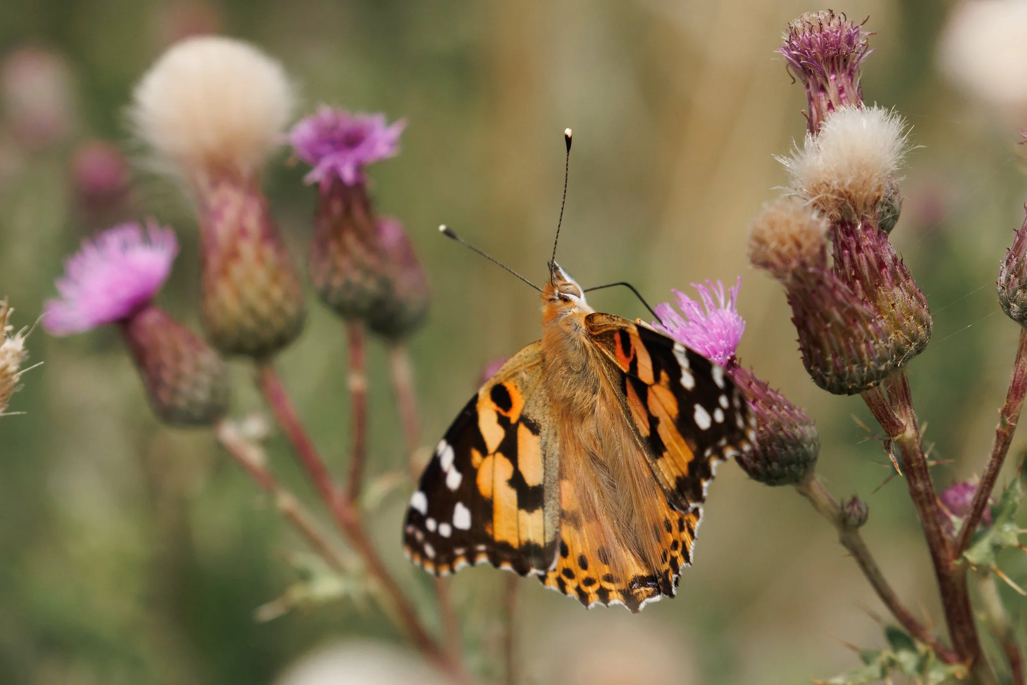 Painted Lady