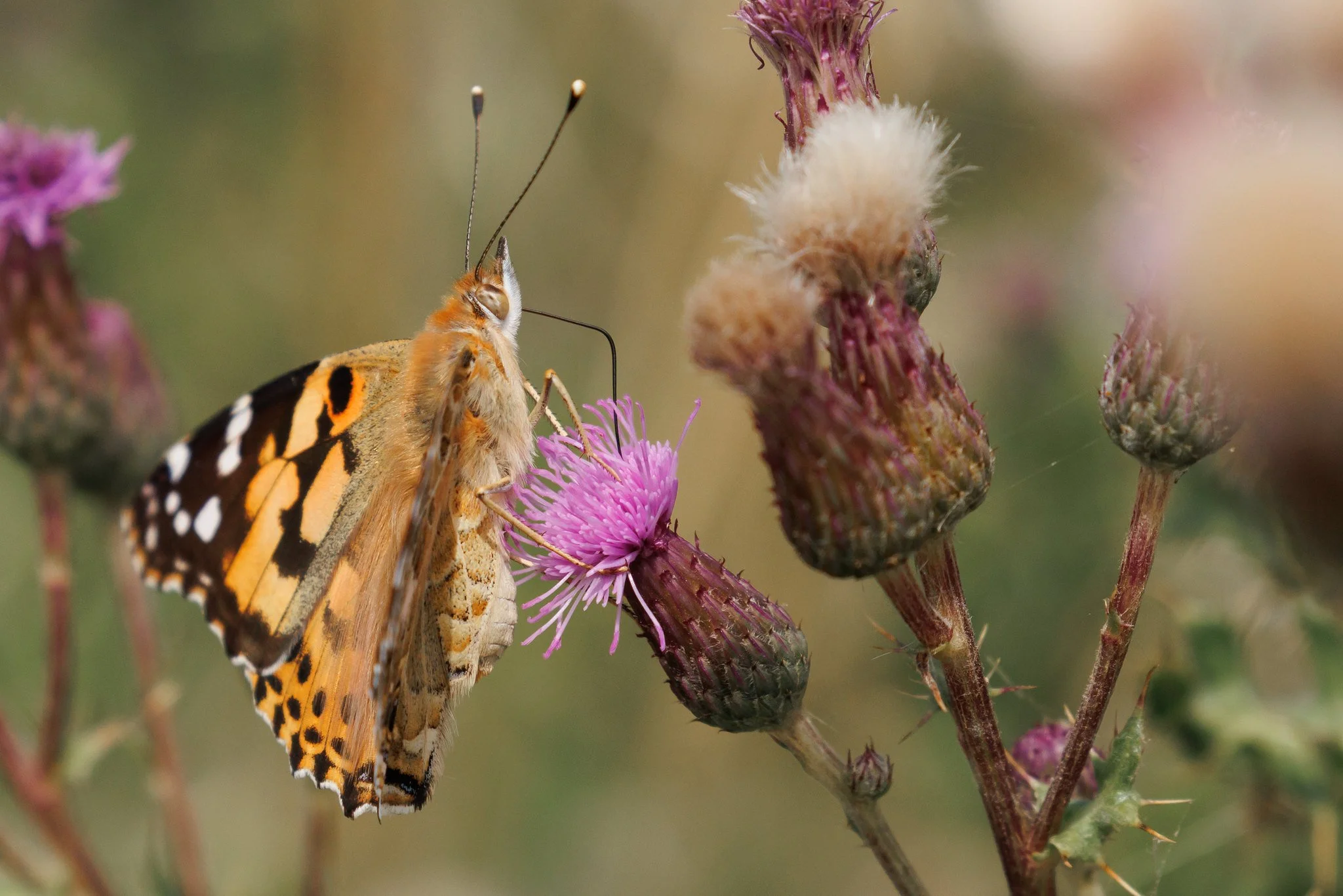 Painted Lady