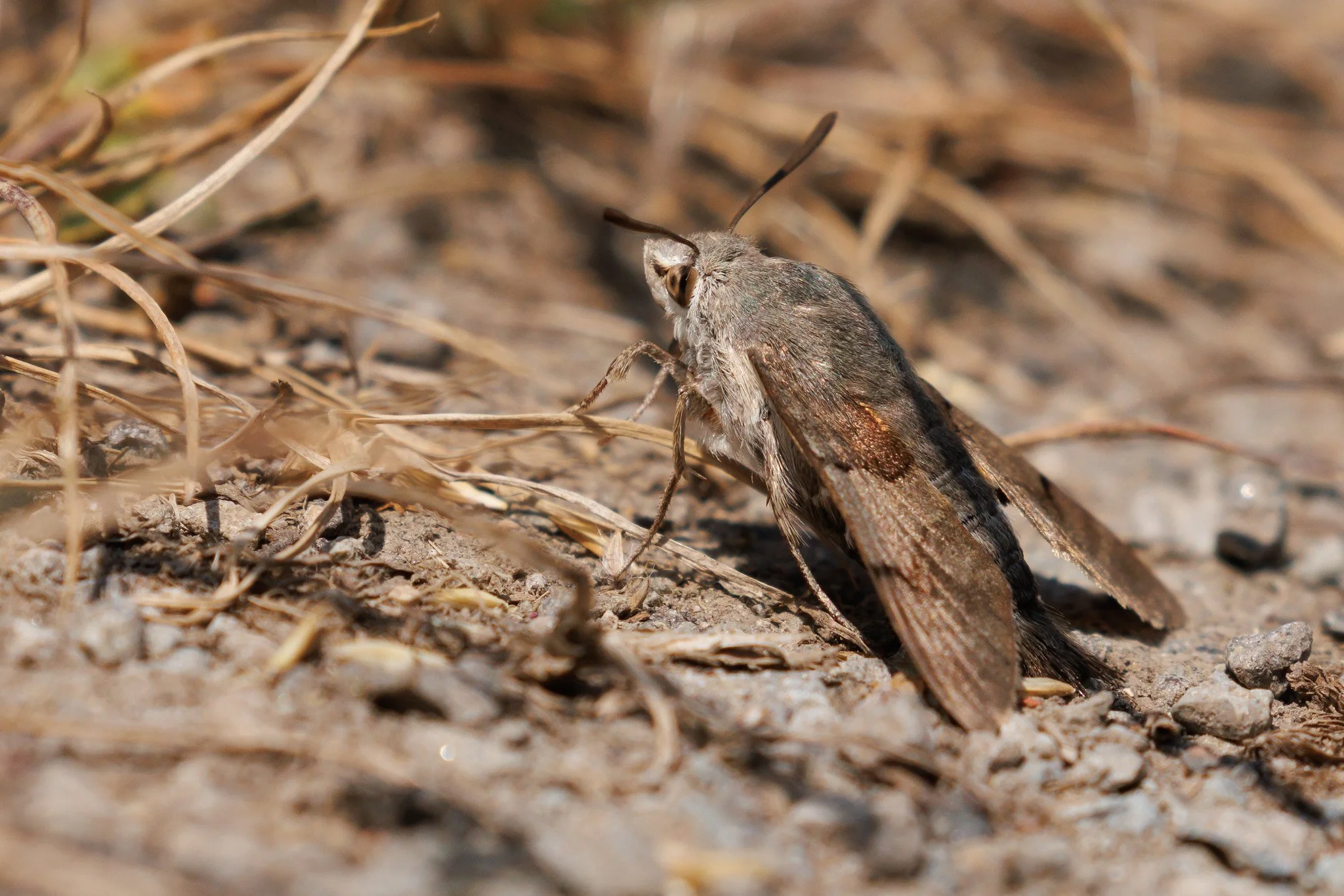 Hummingbird Hawk Moth